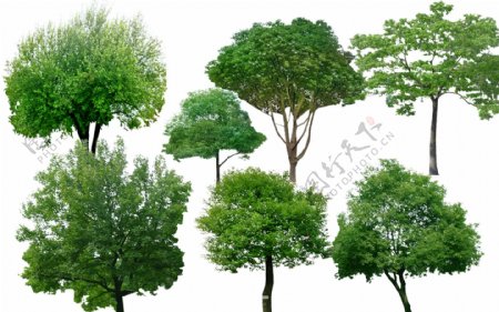 园林绿化植物樟树PSD素材