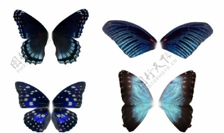 四款高精度蓝色蝴蝶翅膀
