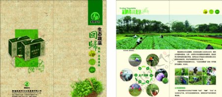 蔬菜折页宣传单页下载
