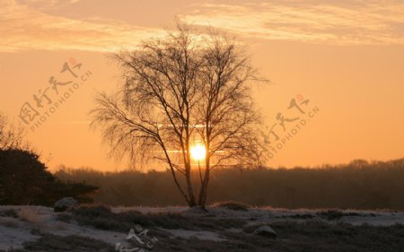 夕阳下光秃秃的树木图片