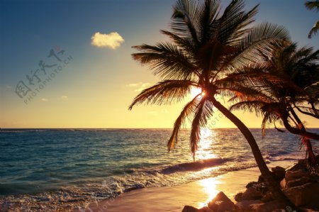 椰子树海面风景图片