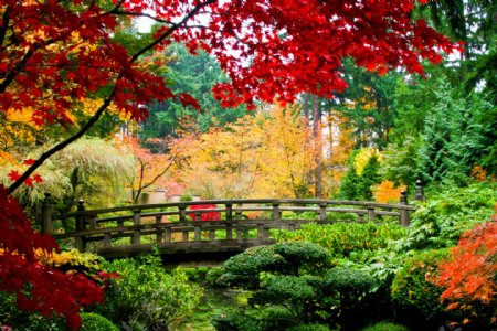 日本秋天树木风景图片