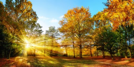 洒满阳光的秋天树林图片
