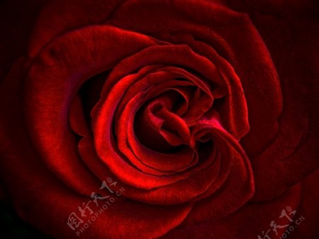 红色玫瑰花摄影