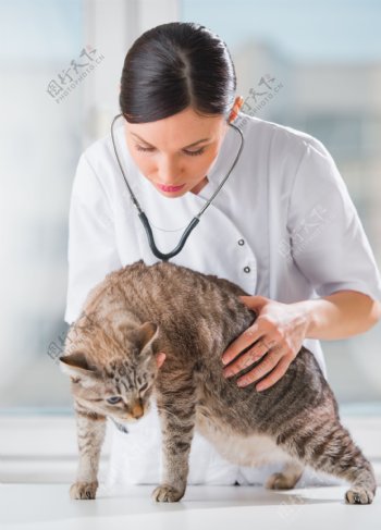 给猫看病的女医生图片