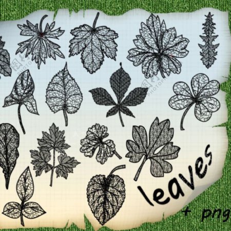 17种树叶标本图案photoshop笔刷素材