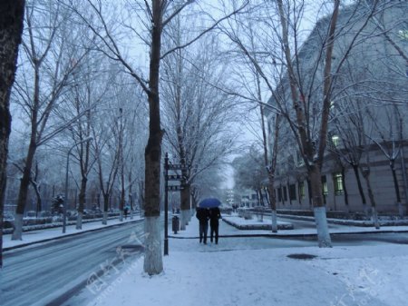 哈尔滨学院校园雪景图片