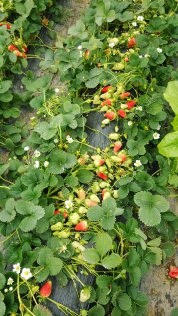 草莓花红草莓图片