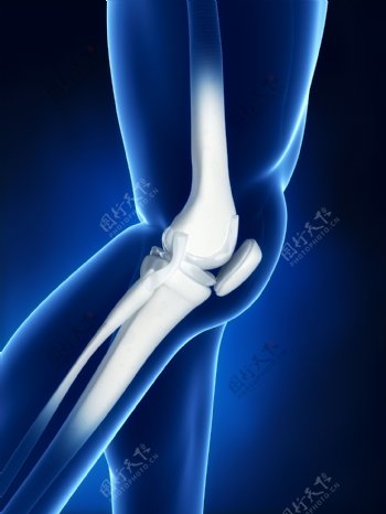 人体膝盖关节骨骼图片