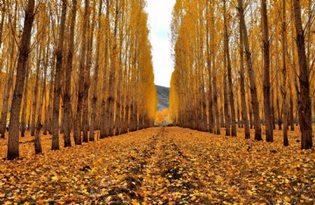 唯美秋天树林风景图片