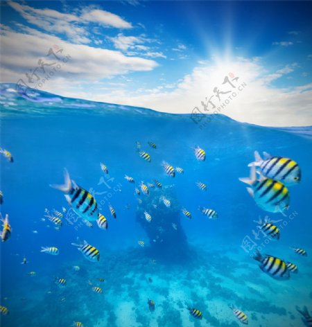 阳光条纹鱼海底风光图片