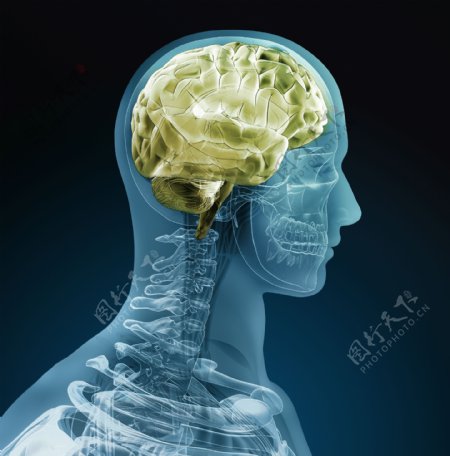 大脑器官与脊椎图片