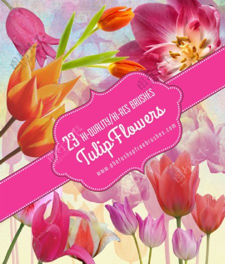 23种真实的郁金香花朵鲜花Photoshop笔刷素材