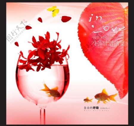红色枫叶专辑图片