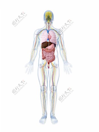 人体血管内脏器官图片