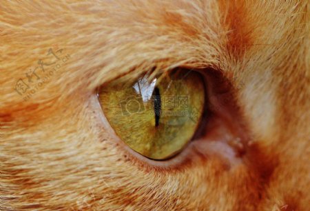 小黄猫的眼睛