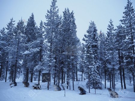 狗拉雪橇