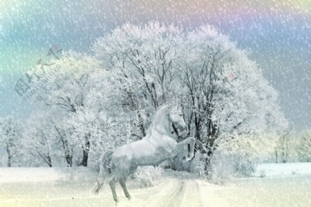 冬季里的白马
