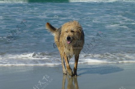 海滩上的野狗
