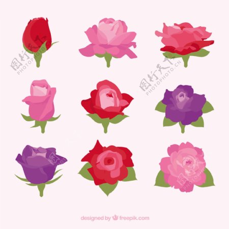 许多不同颜色的装饰玫瑰