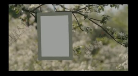 开满樱花的树上悬挂照片视频相册AE模板