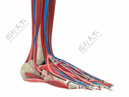 人体脚部骨骼肌肉图片