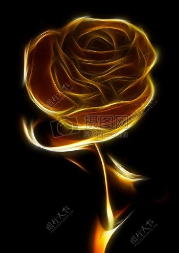 黑暗中的金玫瑰