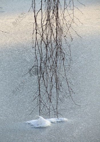 冰面上的树枝