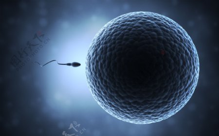 精子卵子细胞图片