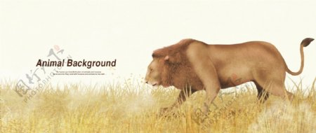 彩铅画效果动物分层背景狮子