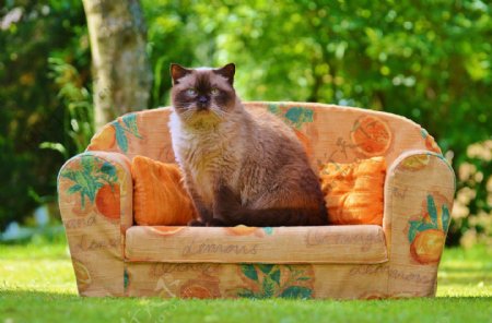 猫咪沙发