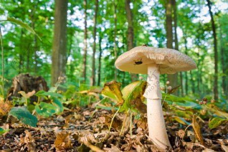 树林里的蘑菇