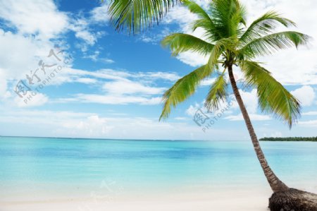海景椰子树蓝色背景图片