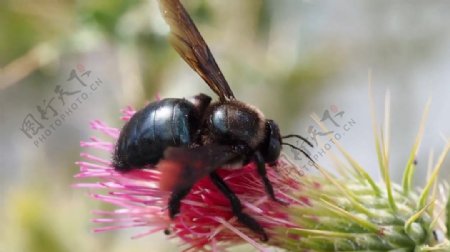 蜜蜂花卉视频素材