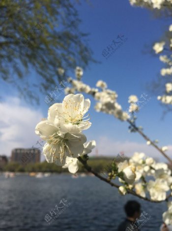 花朵枝头河边柳树