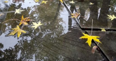 落入水中的叶子