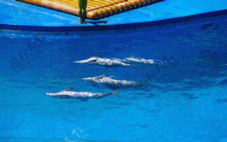 海豚仰泳仰腹海豚