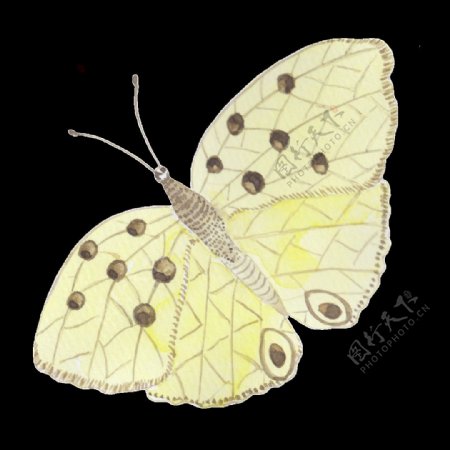 飞舞蝴蝶透明装饰图案