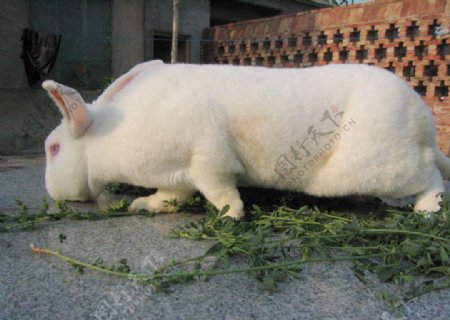 獭兔纯白母兔