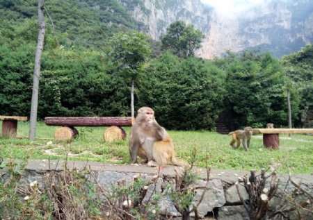 優(yōu)雅的猴子