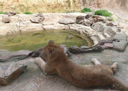 野生動(dòng)物園