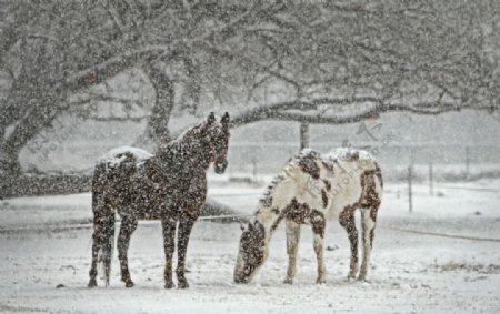 雪天中觅食的骏马