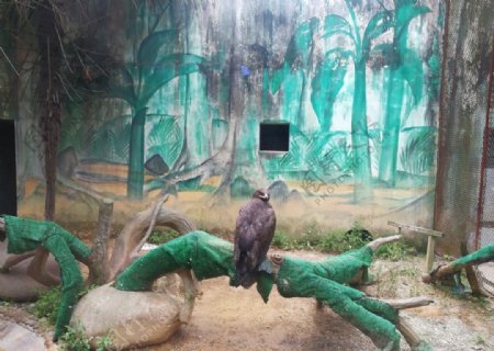 野生動(dòng)物園