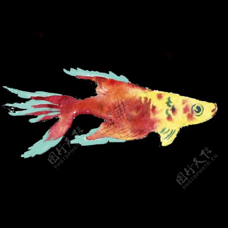 黄红色鱼水彩手绘透明素材