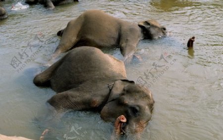 洗浴大象