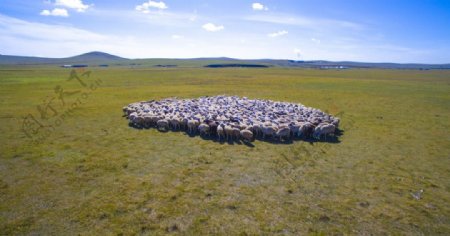 呼伦贝尔大草原的羊群