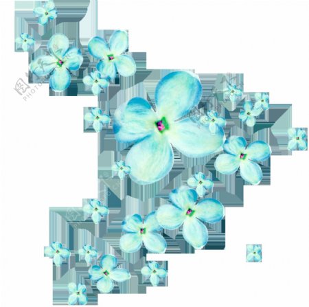淡蓝色花卉透明装饰素材
