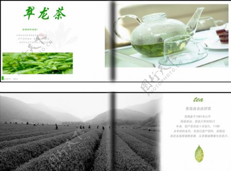 茶叶翠龙茶宣传册