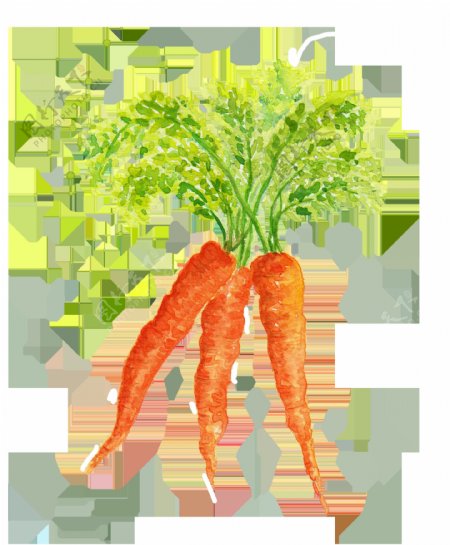 水彩蔬菜胡萝卜png素材