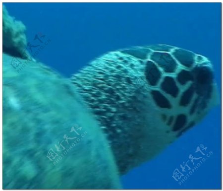 大海龟水底世界视频素材
